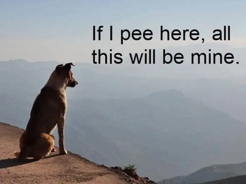 pee for legacy dog.png